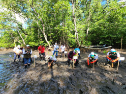 PLN UIT JBM Tanam 5.000 Bibit Mangrove di Bali