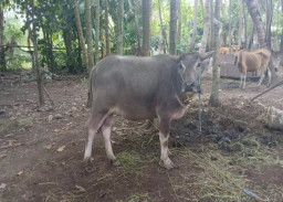 DPRD Jatim Dorong Bantuan Ternak Skala Kecil, Strategi Kurangi Kemiskinan