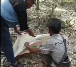 Petani Karet di Musi Rawas Terluka Parah usai Diserang Beruang