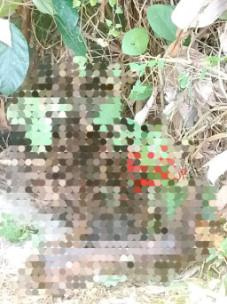 Pencari Rumput Temukan Tengkorak Manusia di Perkebunan Sawit Pantai Labu