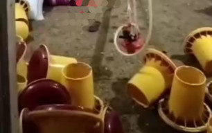 Seorang Pria Gantung Diri di Kandang Ayam Warga