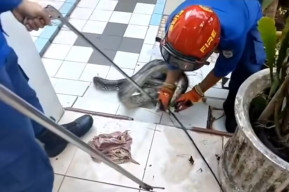 Warga Depok Digigit Ular saat Coba Evakuasi Mandiri, Damkar Depok Beri Imbauan Ini