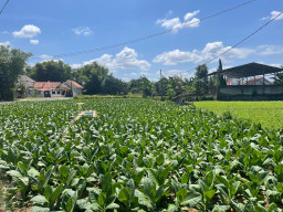 Pemkab Sumenep Naikkan TIHT Tembakau 2025, Dorong Kesejahteraan Petani