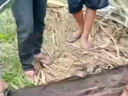 Misteri Mayat dalam Batang Pohon Aren di Sergai