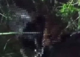 Motor Hidup, Pemiliknya Tewas di Semak-Semak