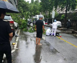 Pohon Besar Tumbang, Timpa Pengendara Motor