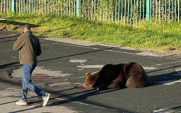 Beruang Tikam Wanita Dekat Sekolah TK