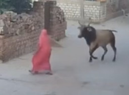 Nenek 60 Tahun Luka Parah Akibat Diseruduk Sapi