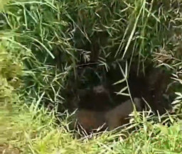 Warga Palas Temukan Mayat Pria di Dalam Sumur Kebun Sawit