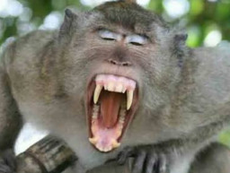 Leher Digigit Monyet, Farel Tersungkur Tak Sadarkan Diri