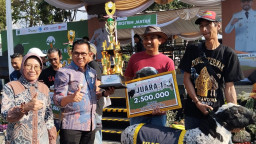 Blitar Juara Pertama Kategori Domba Ekstrim Jantan Piala Wali Kota Batu