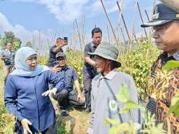 Kunjungi Kabupaten Madiun, Khofifah Serap 1,3 Ton Tomat di Madiun