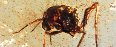 Ditemukan, Fosil Serangga Utuh Berusia 112 Juta Tahun