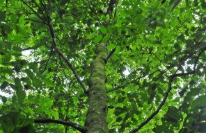 Khasiat Kemenyan untuk Kesehatan Tubuh dan Kecantikan