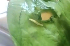 Heboh, Menu MBG di Bangkalan Ada Ulatnya