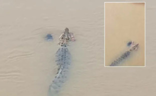 Mandi di Sungai, Wanita Usia 57 Tahun Diseret Buaya