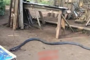 Petani Sukabumi Duel Lawan Ular Cobra, Sama-Sama Kehilangan Nyawa