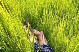 Jenazah Tanpa Identitas Ditemukan di Sawah Demak