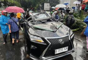 Lexus Tertimpa Pohon Tumbang, Pengemudi Tewas