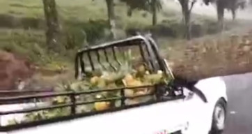 Pohon Tumbang Menimpa Mobil Bak Terbuka, 2 Tewas