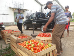 Petani Kare Keluhkan Lambatnya Penyerapan Tomat, Sebagian Hasil Panen Membusuk