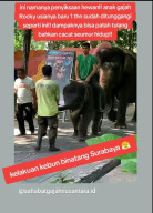 Anak Gajah Usia 1 Tahun di KBS Ditunggangi Disorot Netizen, Direktur Operasional: Untuk Pelatihan