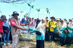 Kolaborasi Gerakan Green Nasyiah, Besuk Pantai dan Tanam Ribuan Mangrove