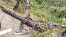 Buaya Raksasa Sepanjang 7 Meter, Ditangkap Warga di Riau