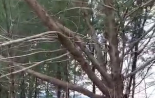 Wanita Cantik Lajang Ditemukan Gantung Diri di Pohon Cemara di Rembang