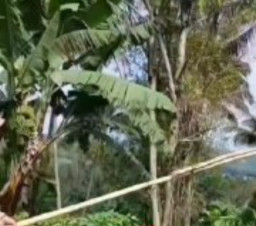 Kesetrum saat Menebang Pohon