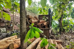 Tangkap Tiga Pelaku Pembalakan Liar dan Amankan 55 Batang Kayu Jati