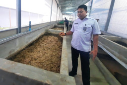 Libatkan Warga Binaan, Program Ketahanan Pangan Lapas Cibinong Tumbuh Pesat