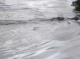 Bocah Hilang di Sungai Inggoi, Diduga Diterkam Buaya