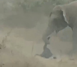 Lima Orang Tewas Terinjak-injak Gajah Liar 