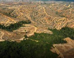 Indonesia Kehilangan 10 Juta Hutan Primer Dalam 20 Tahun