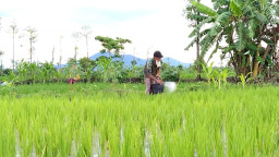 Aneh, Setahun Gapoktan di Ponorogo Ini Kesulitan Pupuk Subsidi