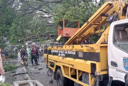 Cuaca Ekstrem Sebabkan Dua Pohon Tumbang di Depok