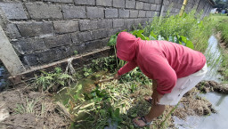 Diduga Cemari Sawah Warga, Limbah Dapur SPPG Assalam Sumberjo Dikeluhkan Petani Geger