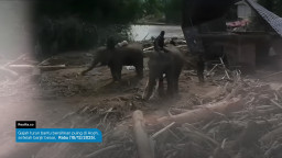 BKSDA Aceh Mengerahkan Gajah untuk Bantu Bersihkan Puing pasca Banjir