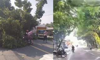 Warga Pantura Soal Banyaknya Pohon Rawan Tumbang: Kalau Pemerintah Gak Sanggup, Kami yang Atasi