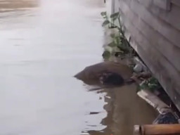 Mayat Pria Ditemukan Nyangkut di Rumah Warga di Bantaran Sungai