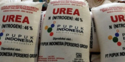 Pupuk Subsidi di Jombang, Ruwet