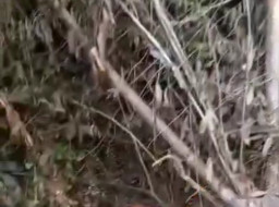 Tiga Mayat Ditemukan di PIT Swalang PT MUTU