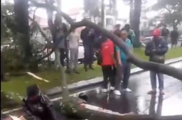 Dua Pemotor Tertimpa Pohon Tumbang