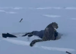 Pemain Ski Diserang Macan Tutul