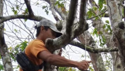 Warga Dikejutkan Penemuan Pria Tergantung di Pohon