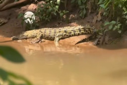 Kemunculan Buaya di Aliran Kali SMAN 5 Depok Jadi Perhatian Serius
