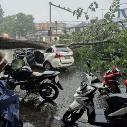 Pohon Tumbang di Perempatan Celep Sidoarjo Timpa Dua Mobil, Lalu Lintas Sempat Lumpuh