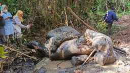 Jejak Timah Panas di Area Konsesi, Misteri Jagal Gajah Sumatera tanpa Kepala