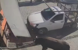 Banteng Lepas dari Kandang, 6 Orang Terluka